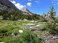 Bishop Creek meadow