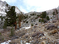 Trees and boulders