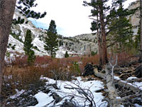 Snowy trees