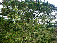 Tree on Black Hill