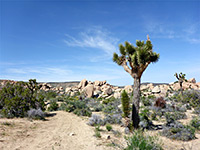 Big Morongo Canyon