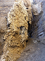 Knobbly texture