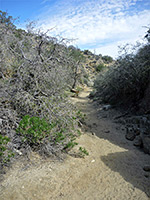 Wash below Warren Peak