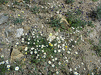 Wildflowers