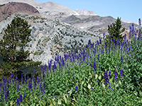 Larkspur flowers