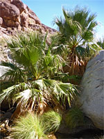 Cluster of palms