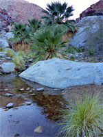 Palms and granite