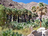 Borrego Palm Canyon