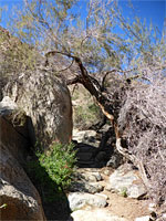 Steps on the trail