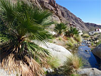 Pool beside palms