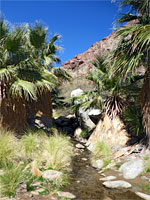 Stream from the oasis