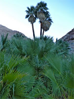 Three palms