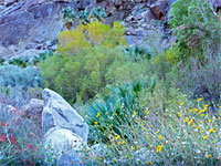 Chuparosa and brittlebush