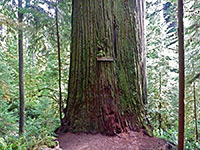 Base of the Boy Scout Tree