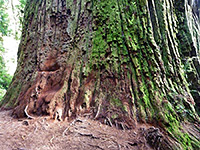 Thick, mossy bark