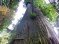 Boy Scout Tree Trail