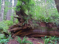 Ancient fallen redwood