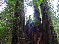 Group of redwoods