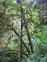 Mossy branches