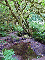 Mossy tree and pool