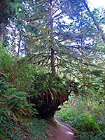 Young tree on a stump