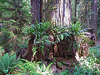 Base of a redwood