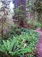 Ferns by the trail