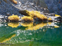 Reflections of bushes