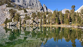 Reflections of trees