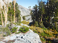 Trees near Brainerd Lake
