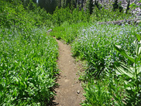 Flower-lined path