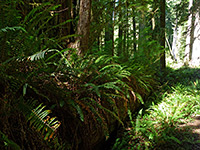 Fern-covered redwood