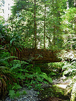 Tree across Brown Creek