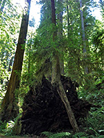 Redwood roots