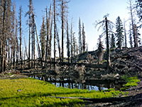 Grass and burnt trees