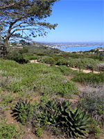 Agave near the lighthouse