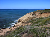 Wildflowers on the bluffs