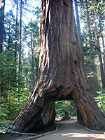 Path through a sequoia