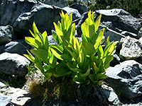 California corn lily