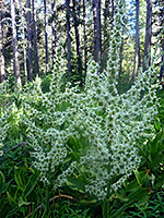 California corn lily