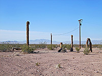 Dead palm trunks