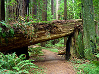 Tree bridge