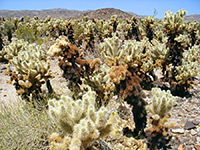 The Cholla Cactus Garden