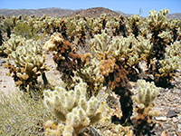 Teddy bear cholla