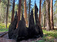 Burnt stump
