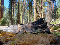 Fallen, burnt trunk