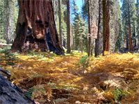 Ferns and sequoia