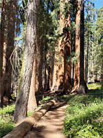 Path and sequoia