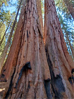 Closely-spaced trees