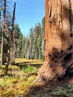 Sequoia in the meadow